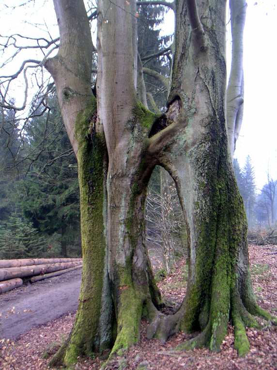 Brüderbuche am Hermannsweg              