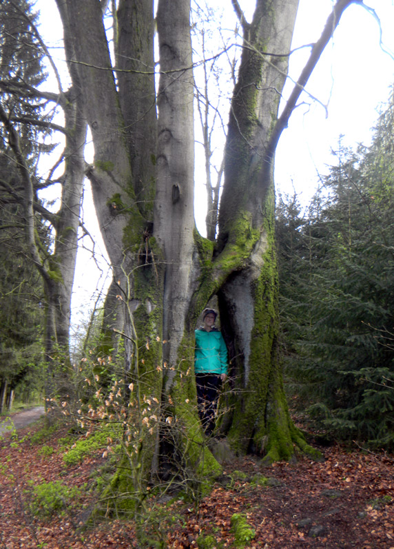 Brüderbuche am Hermannsweg              