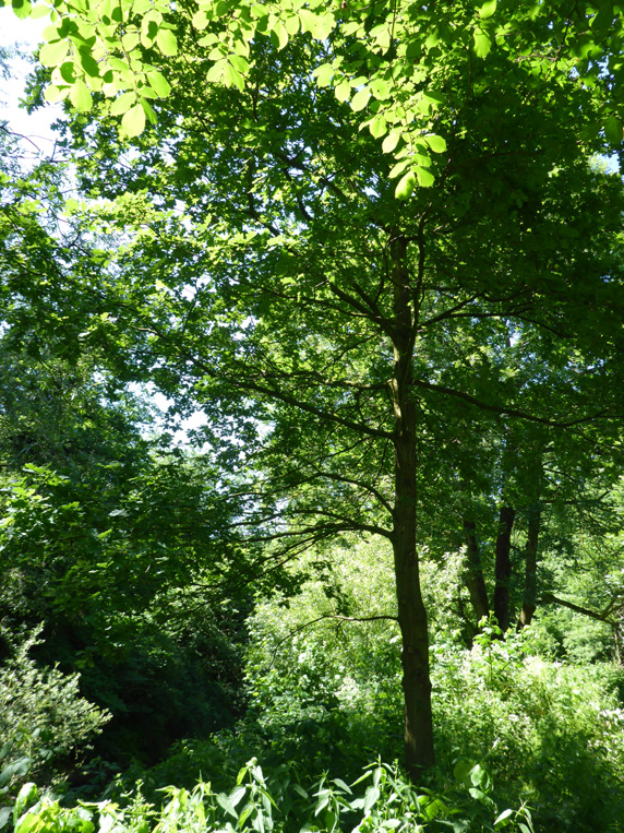 Jauer-Eiche                             